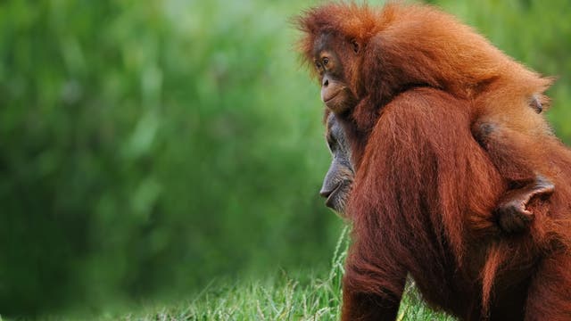 Sumatra-Orang-Utan-Mutter mit Kind