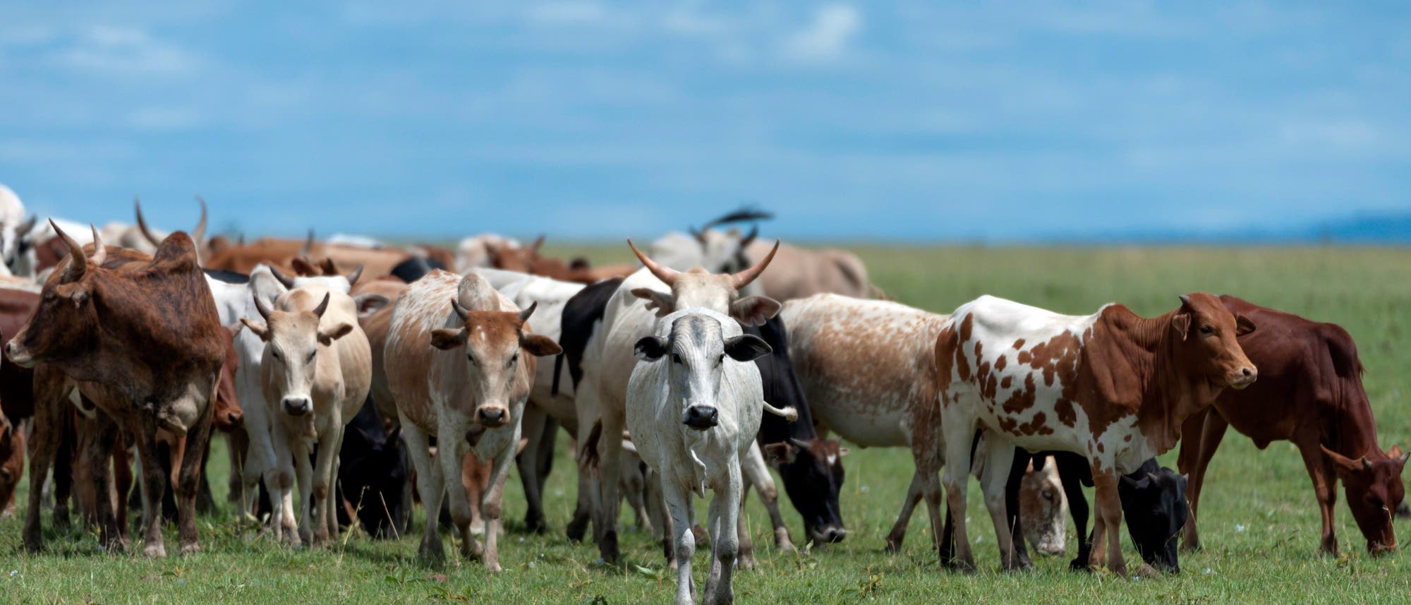 Rinder in Kenia Rinder in Kenia