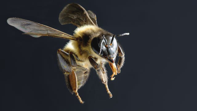 Biene im Landeanflug