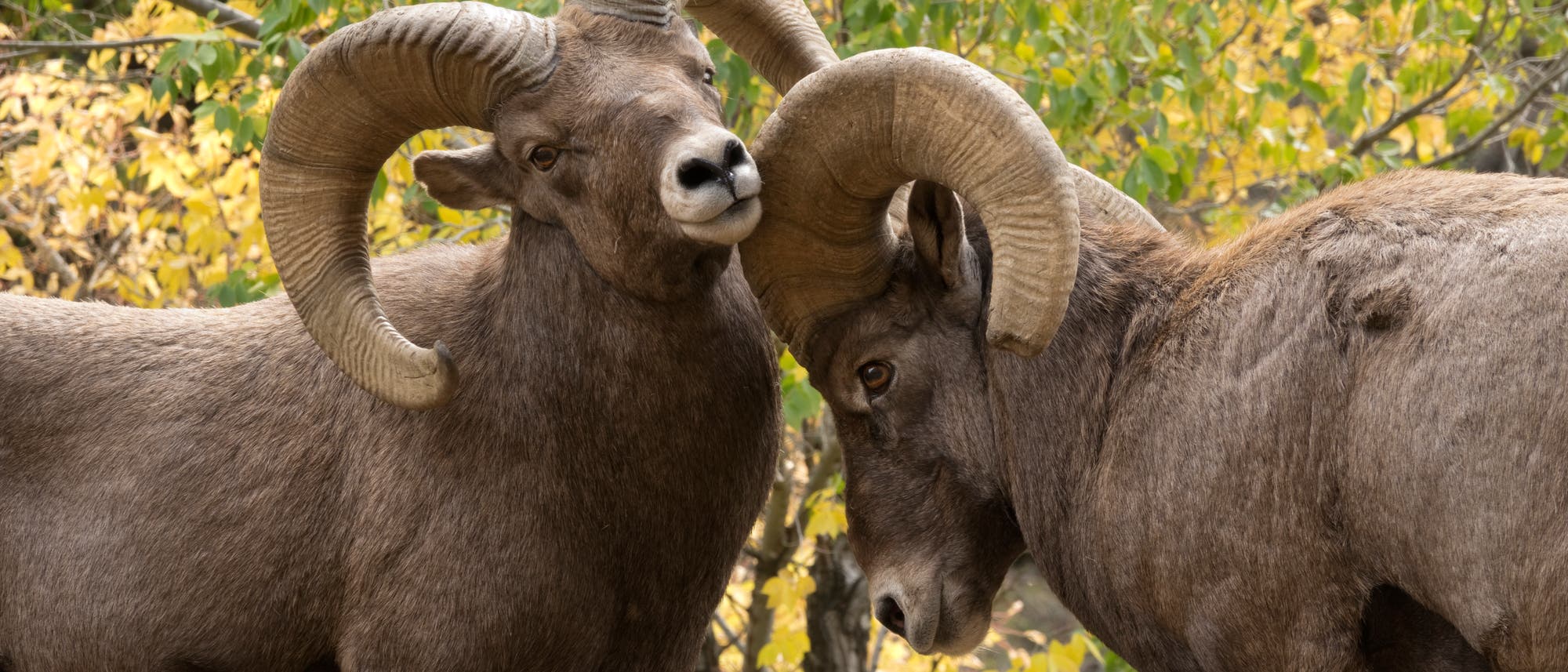 Auch beim Dickhornschaf gilt: Männchen leben kürzer Auch beim Dickhornschaf gilt: Männchen leben kürzer