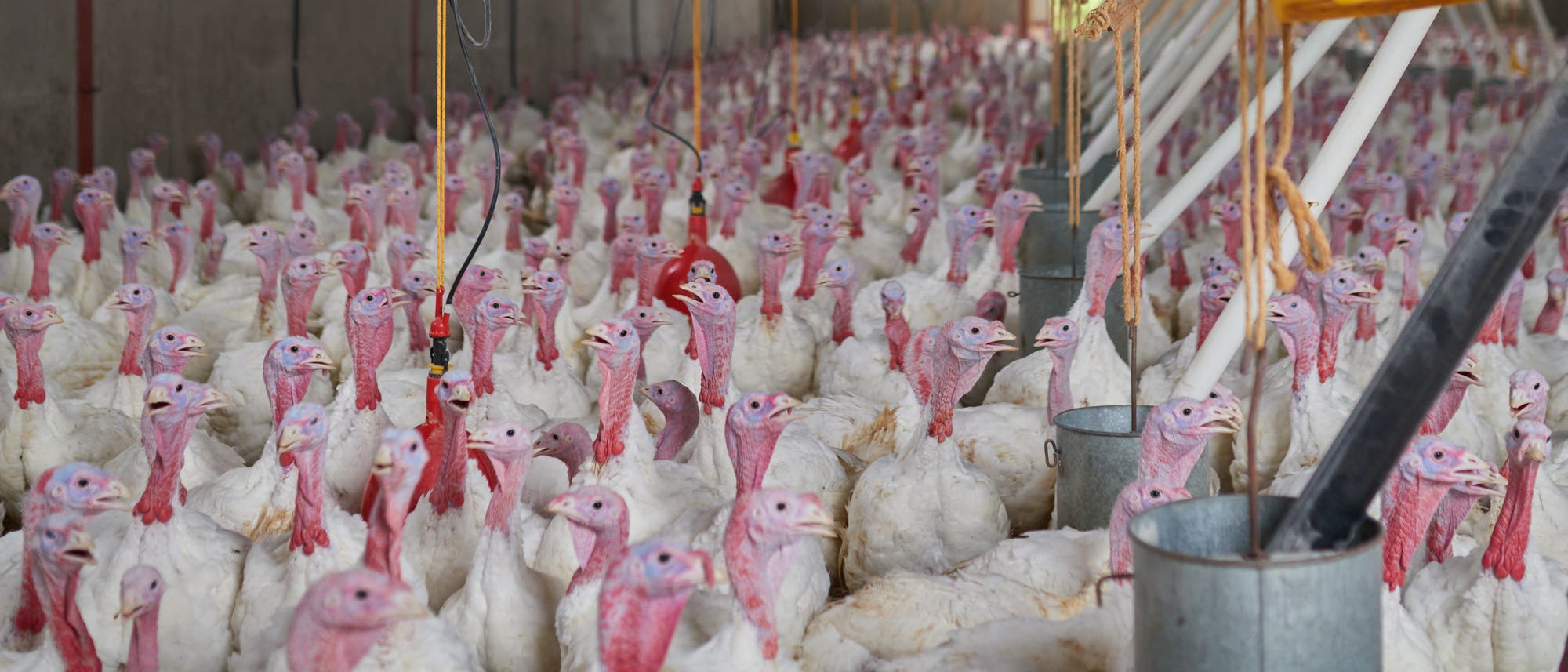 In großen Mastbetrieben stehen bisweilen mehrere zehntausend Vögel. Krankheiten können sich hier rasch ausbreiten. In großen Mastbetrieben stehen bisweilen mehrere zehntausend Vögel. Krankheiten können sich hier rasch ausbreiten.