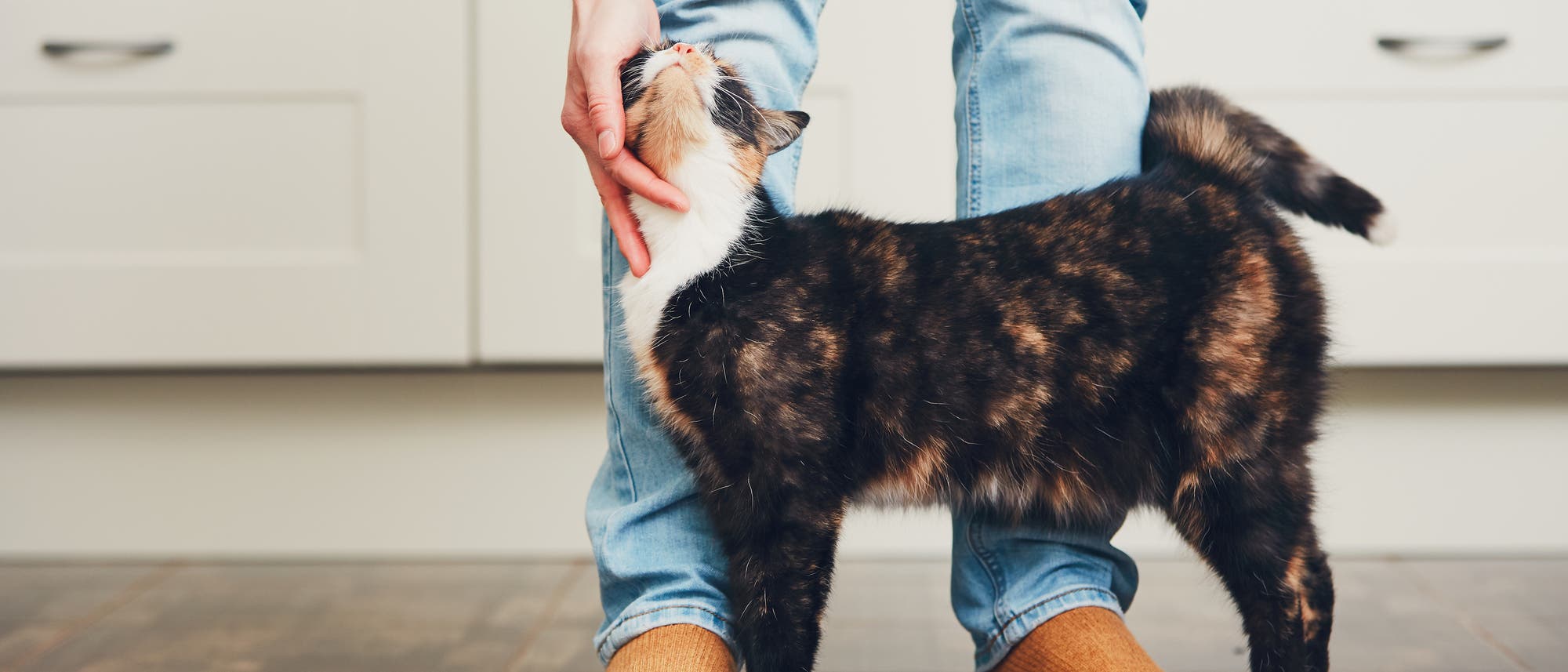 Mensch und Katze Mensch und Katze