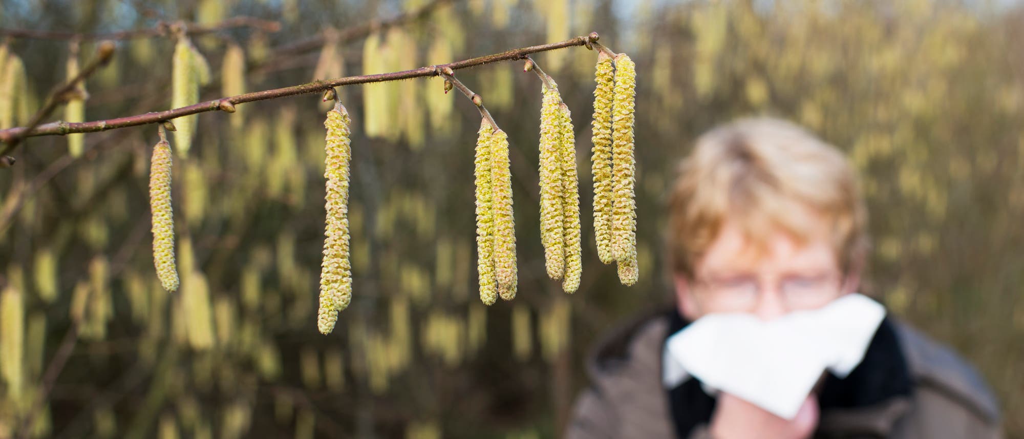 Kann für Allergien sorgen: die Gemeine Hasel, deren Pollen vor allem zwischen Mitte Februar und Mitte März fliegen. Kann für Allergien sorgen: die Gemeine Hasel, deren Pollen vor allem zwischen Mitte Februar und Mitte März fliegen.