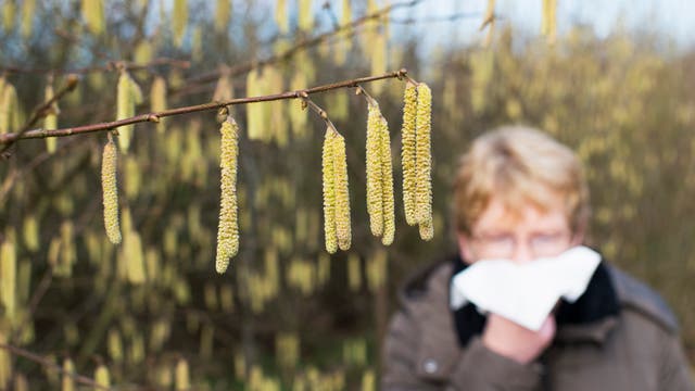 Kann für Allergien sorgen: die Gemeine Hasel, deren Pollen vor allem zwischen Mitte Februar und Mitte März fliegen.