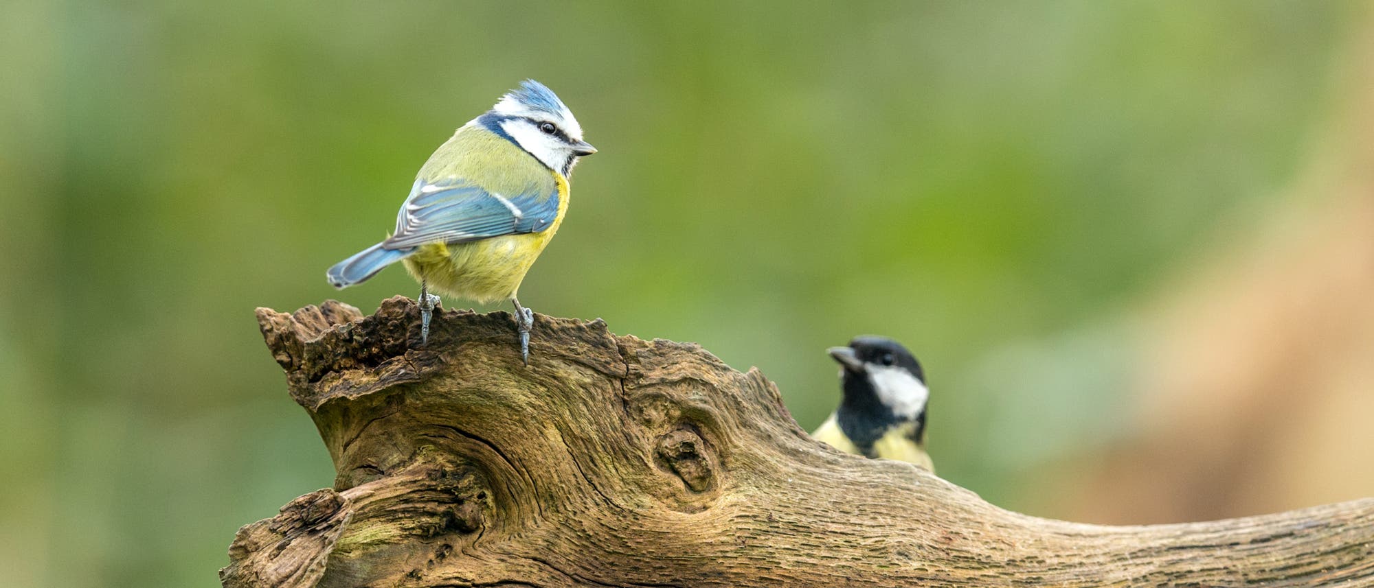 Vor allem Blaumeisen sind betroffen, Kohlmeisen (rechts) weniger stark Vor allem Blaumeisen sind betroffen, Kohlmeisen (rechts) weniger stark