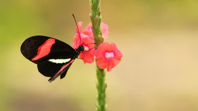 Schmetterlinge der Art Heliconius melpomene leben etwa sechs Monate.