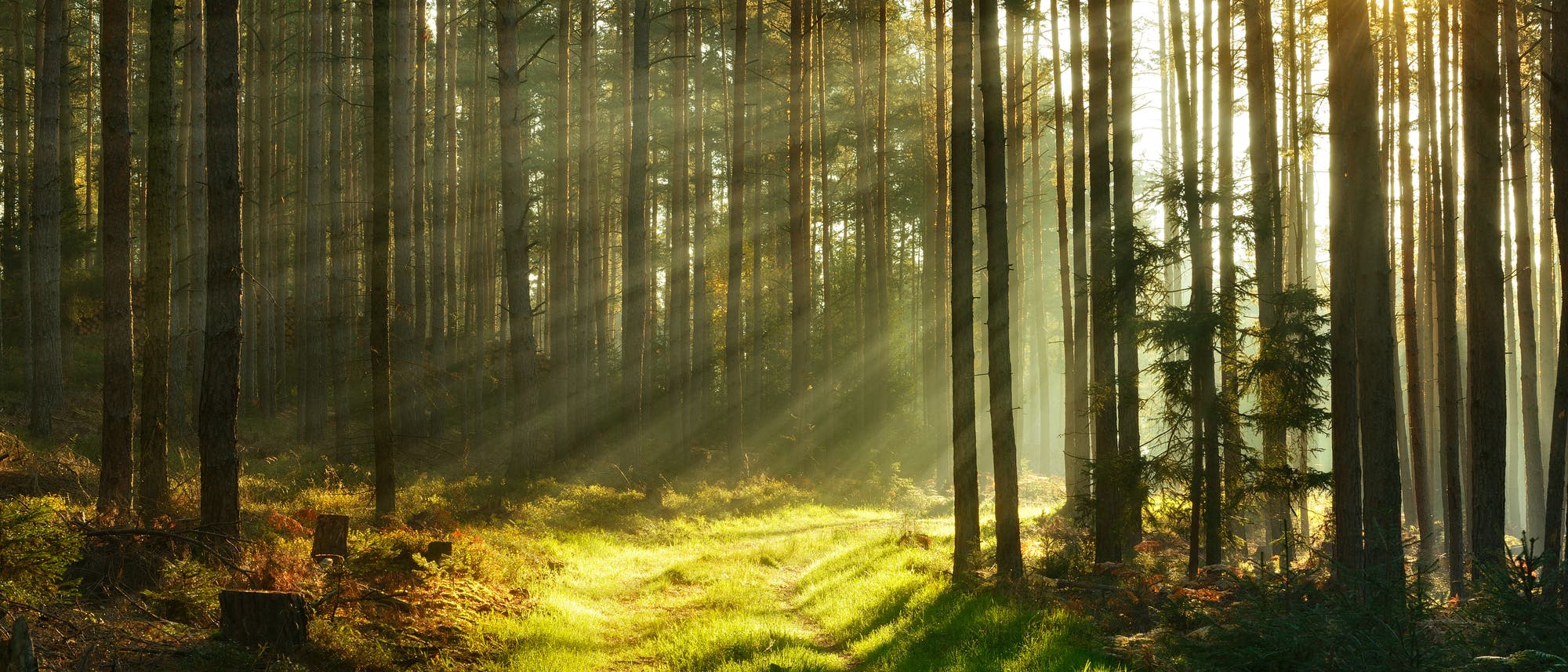 Waldweg Waldweg