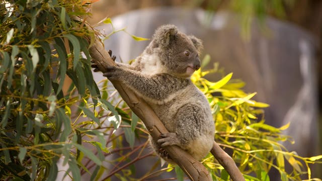 Ein Koala