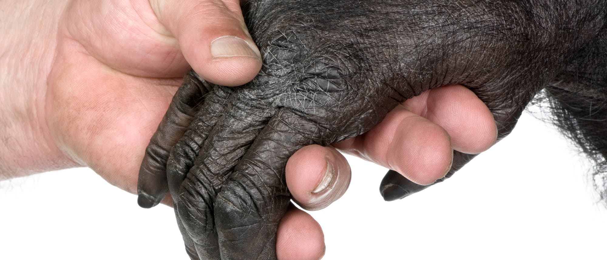 Ein Mensch gibt einem Affen die Hand.