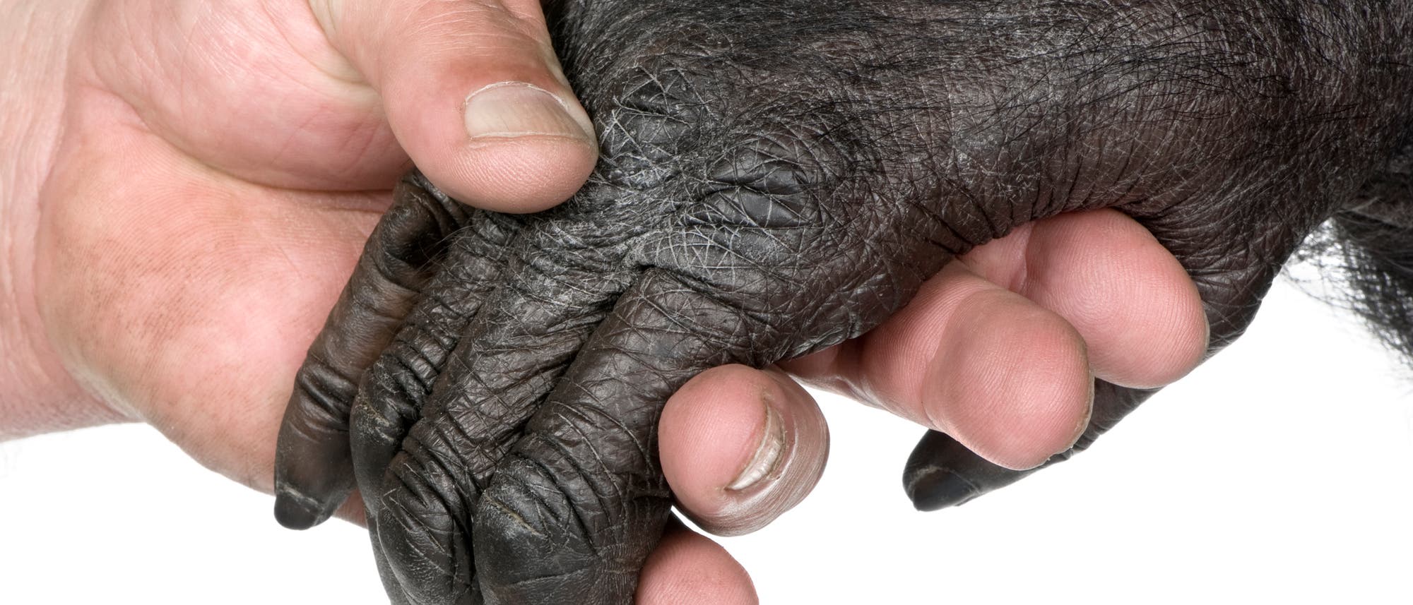 Ein Mensch gibt einem Affen die Hand. Ein Mensch gibt einem Affen die Hand.