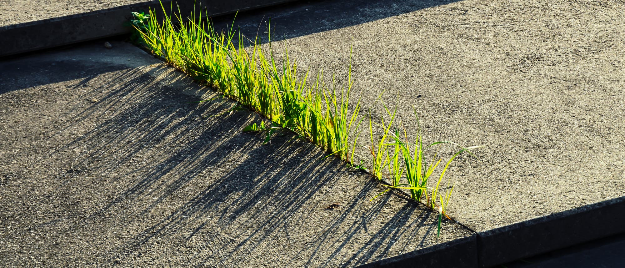 Gras zwischen Steinplatten Gras zwischen Steinplatten