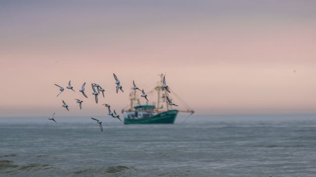 Fischer in der Nordsee dürfen künftig deutlich weniger fangen, damit die Bestände sicher sind.