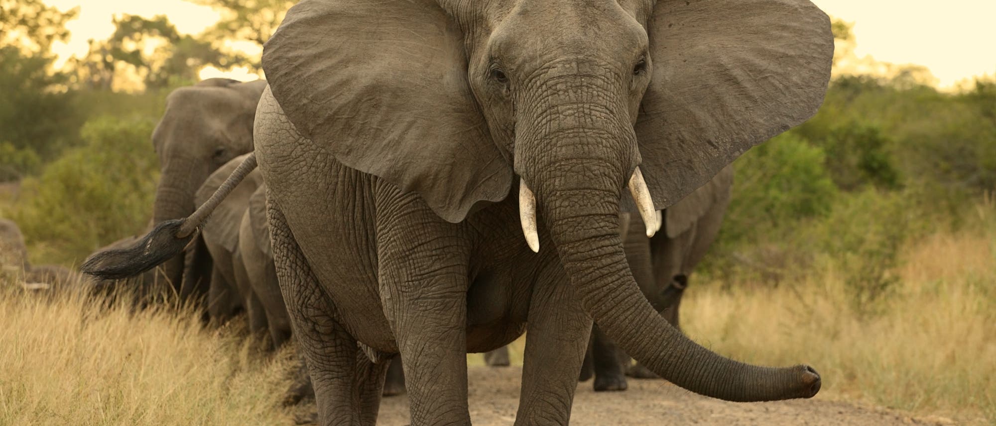 Elefantenkuh von vorne in Südafrika. Elefantenkuh von vorne in Südafrika.