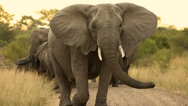 Elefantenkuh von vorne in Südafrika.