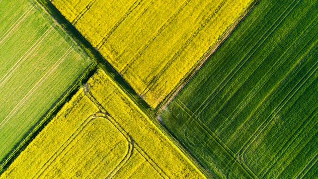 Vier Felder in Gelb- und Grüntönen grenzen in dieser Luftaufnahme aneinander.