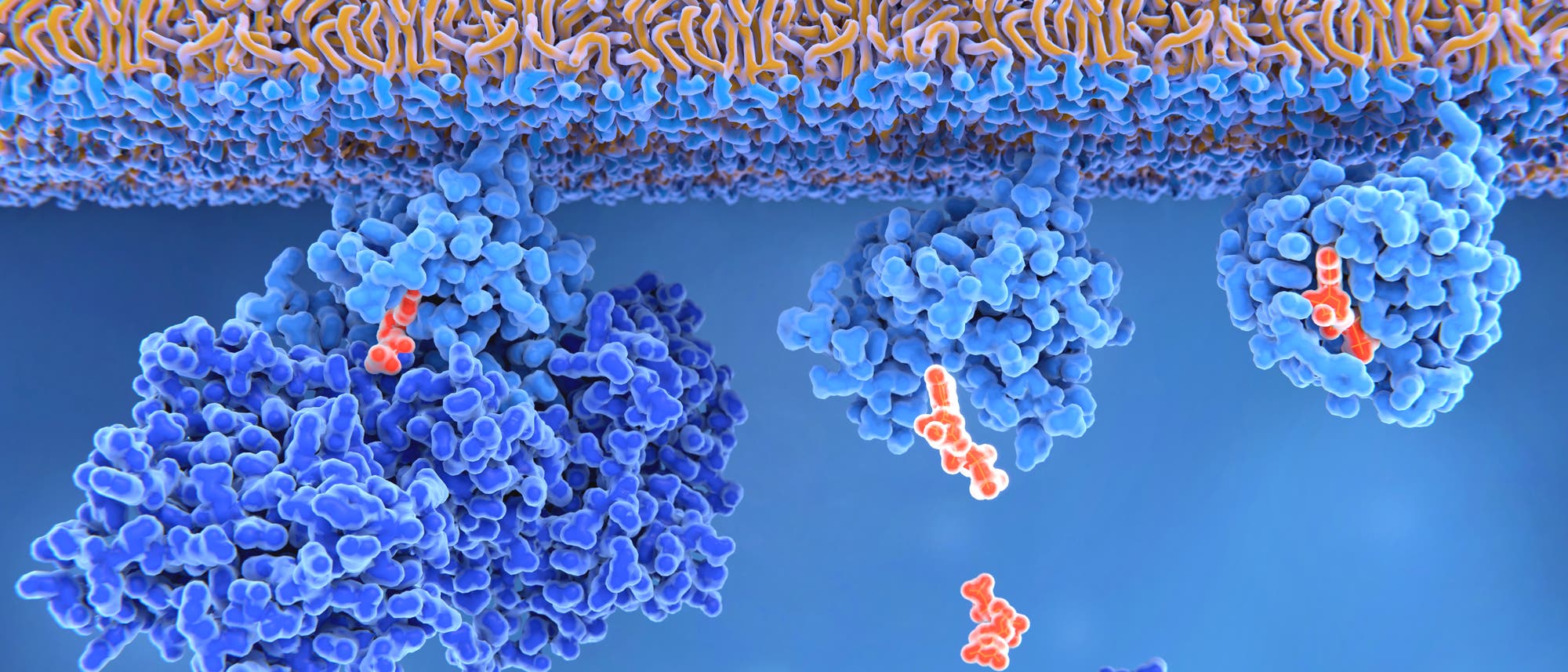 Protein und Substrat an einer Zellmembran. Nicht zu sehen: die unfassbar vielen Wassermoleküle. Protein und Substrat an einer Zellmembran. Nicht zu sehen: die unfassbar vielen Wassermoleküle.