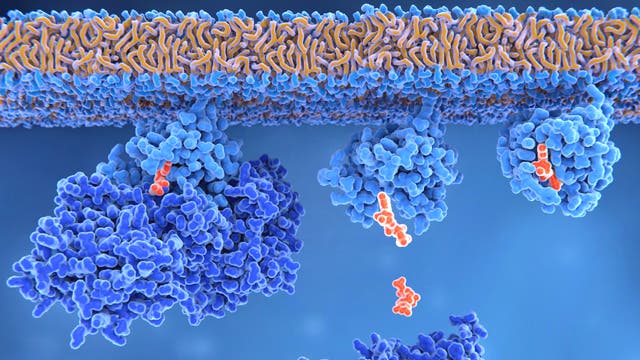 Protein und Substrat an einer Zellmembran. Nicht zu sehen: die unfassbar vielen Wassermoleküle.