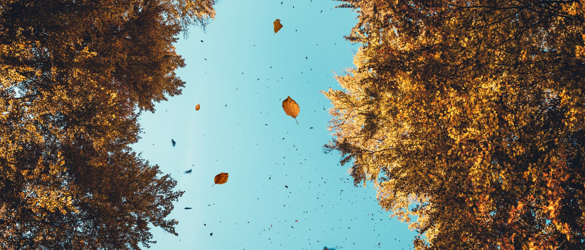 Fallende Herbstblätter Fallende Herbstblätter