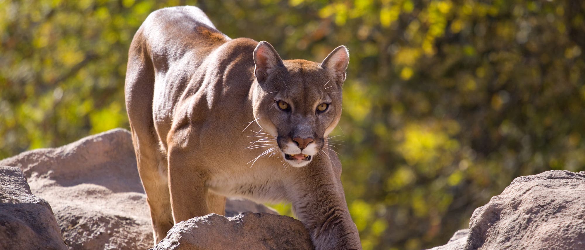 Ein Puma Ein Puma