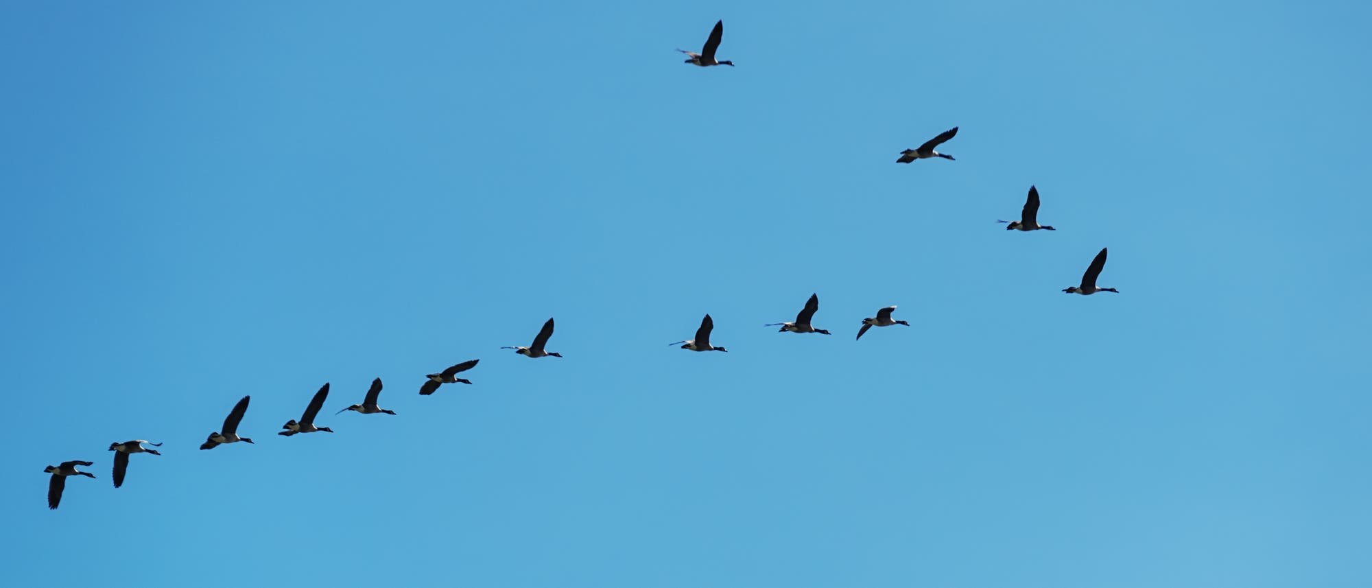 Mit Magnetsinn: Zugvögel Mit Magnetsinn: Zugvögel
