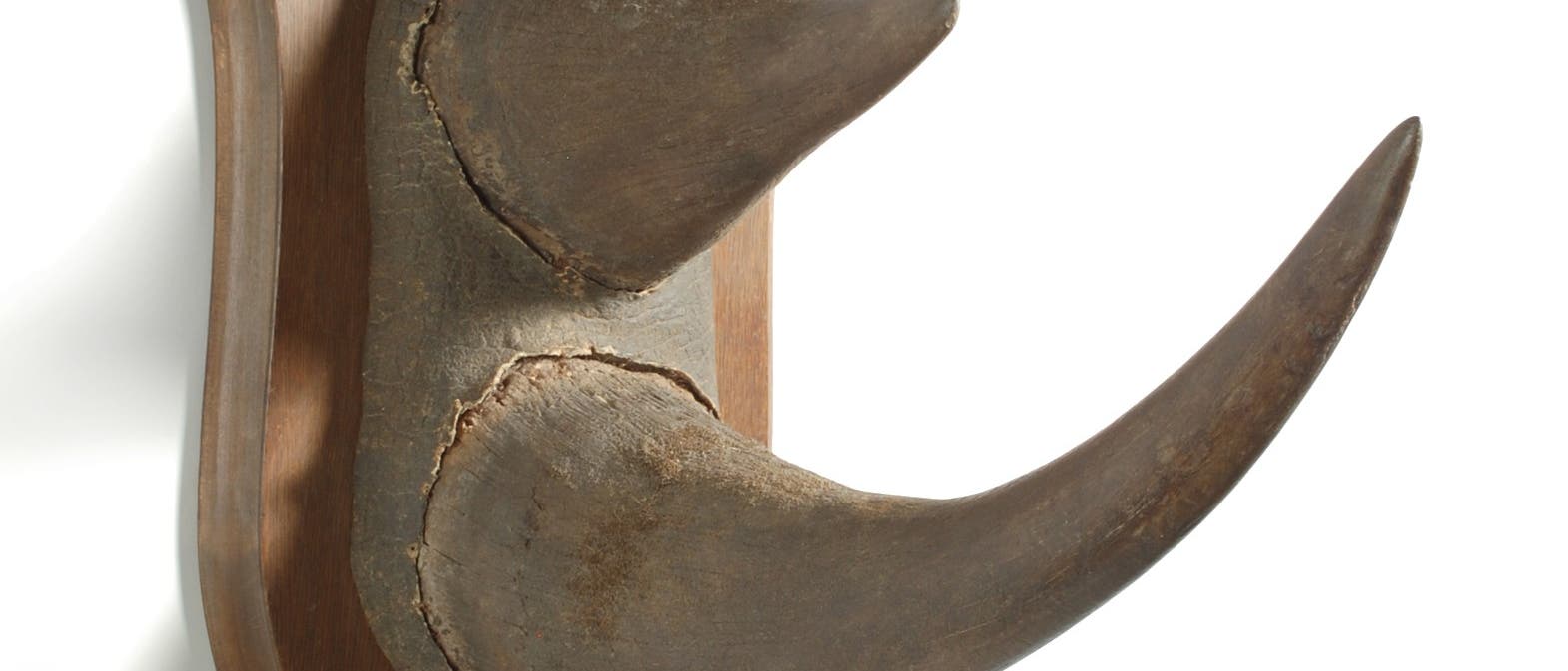 Jagdtrophäe Jagdtrophäe