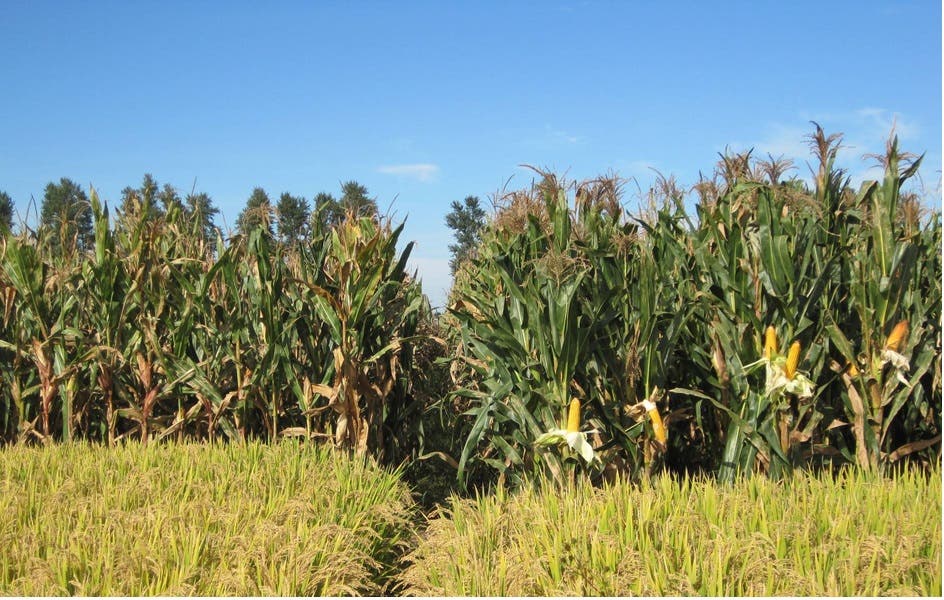Im Vergleich: Traditioneller und integrierter Maisanbau