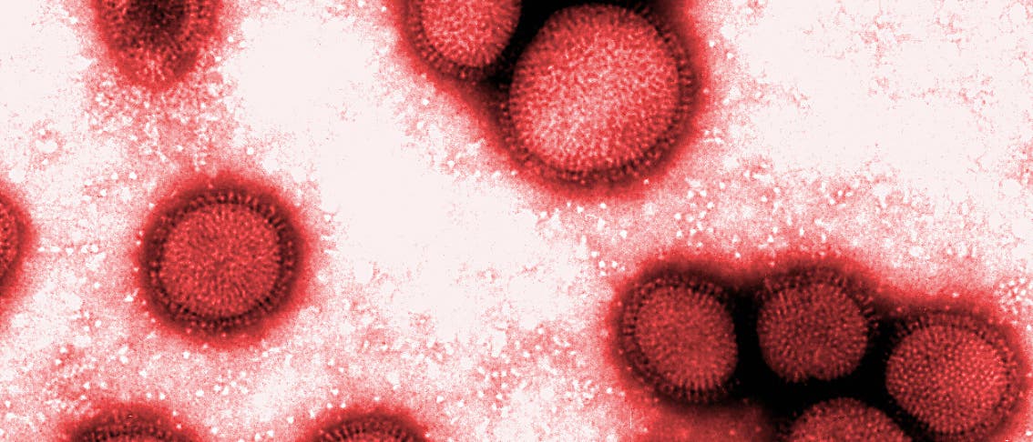 Influenza Viren Influenza Viren