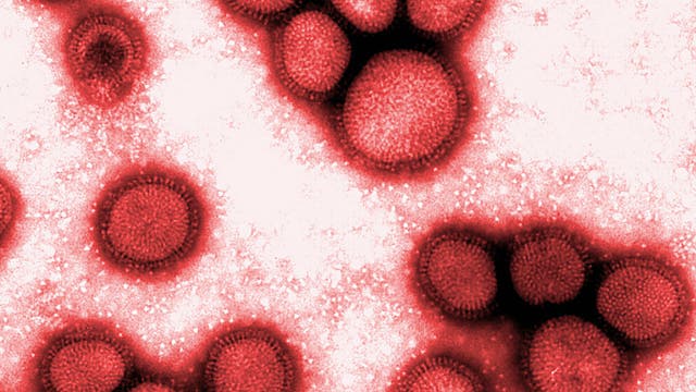 Influenza Viren