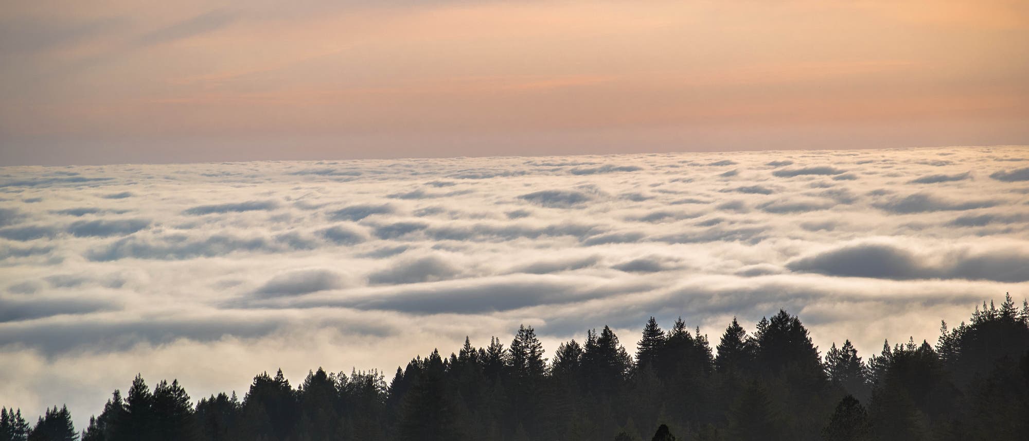 Wald über Wolken Wald über Wolken