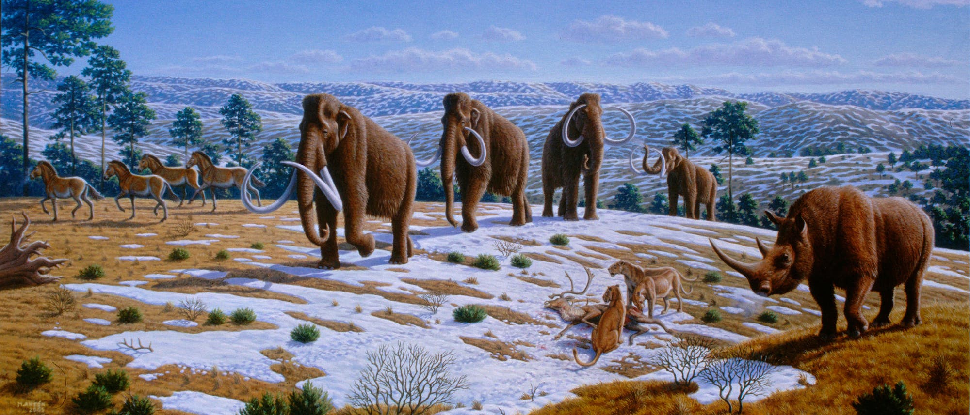 Zeichnung mit Mammuts, Wollnashorn, Säbelzahntigern und Pferden Zeichnung mit Mammuts, Wollnashorn, Säbelzahntigern und Pferden