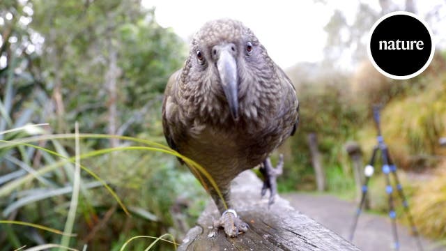 Kea-Papageien schnitten in Intelligenztests erstaunlich gut ab