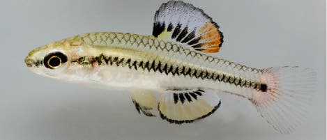 Killifisch Killifisch