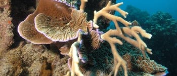 Korallen im Great Barrier Reef Korallen im Great Barrier Reef