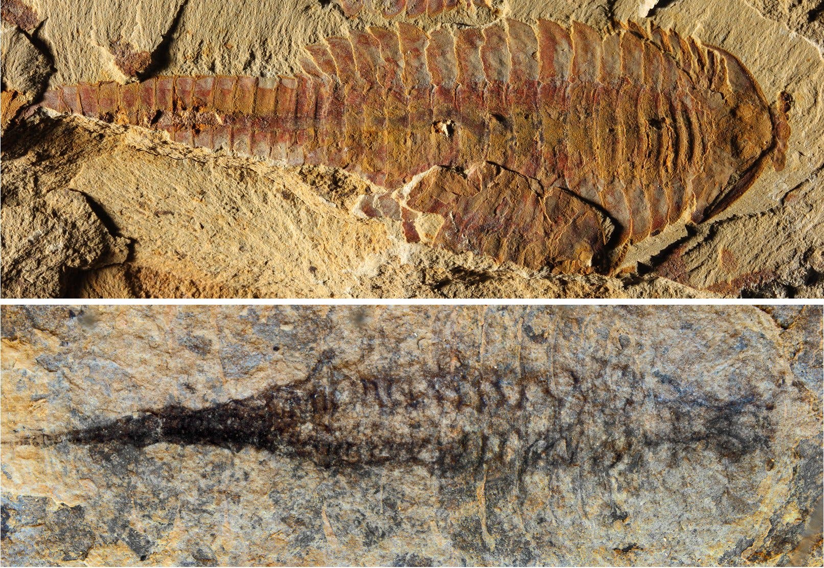 Fossil von Fuxianhuia protensa mit Kreislaufsystem Fossil von Fuxianhuia protensa mit Kreislaufsystem