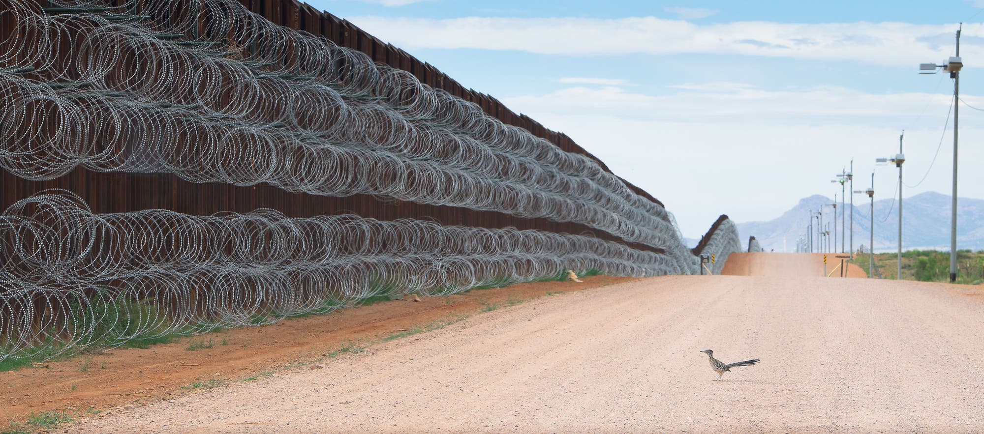 Ein Großer Rennkuckuck steht vor dem Grenzzaun zwischen Mexiko und den USA