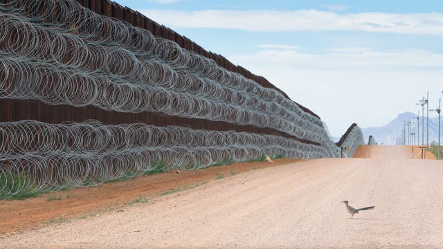 Ein Großer Rennkuckuck steht vor dem Grenzzaun zwischen Mexiko und den USA