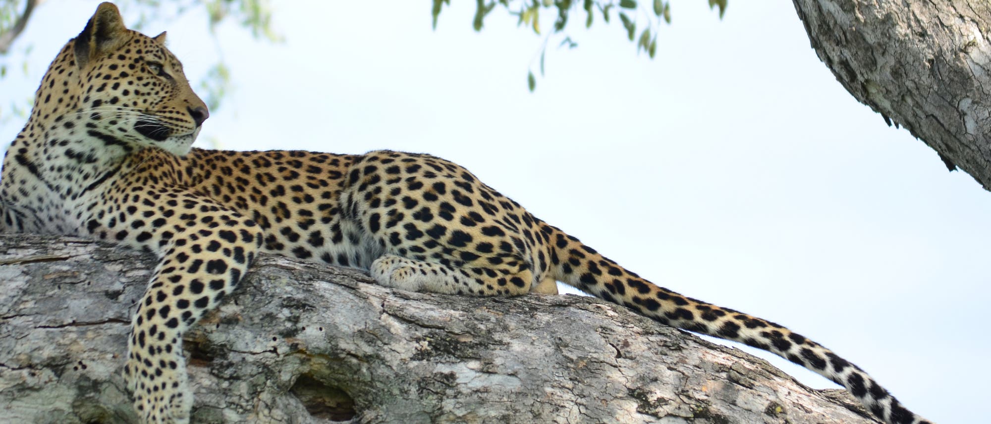 Leopard auf einem Baum Leopard auf einem Baum