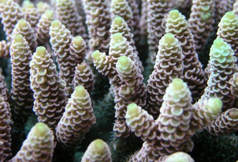 Koralle <i>Acropora millepora</i>