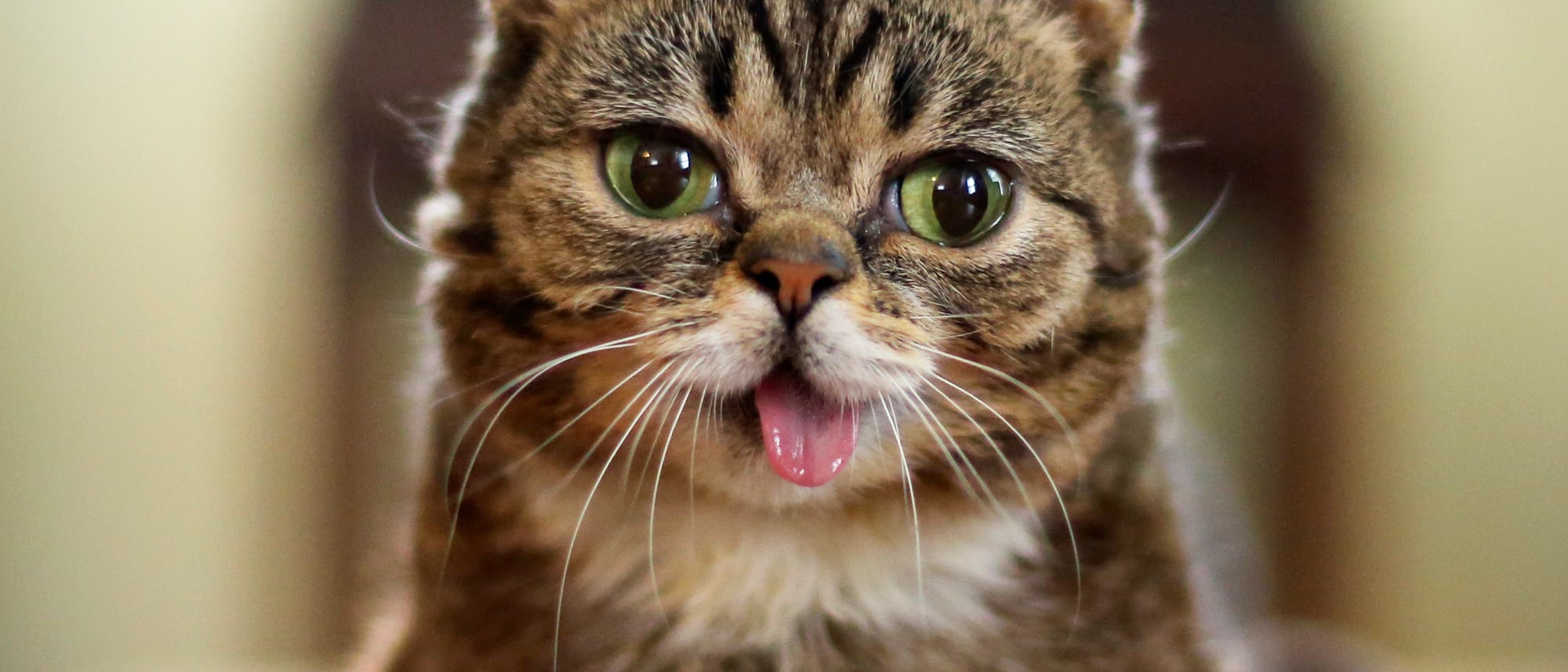 Lil' Bub Lil' Bub