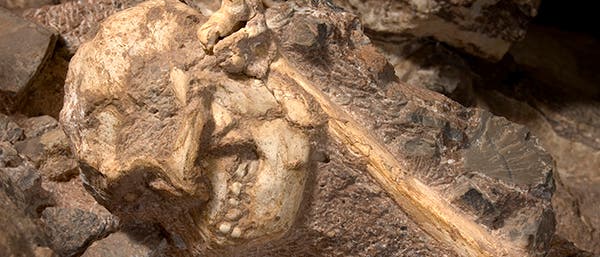 Little Foot, ein Australopithecus aus Südafrika