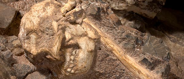 Little Foot, ein Australopithecus aus Südafrika Little Foot, ein Australopithecus aus Südafrika