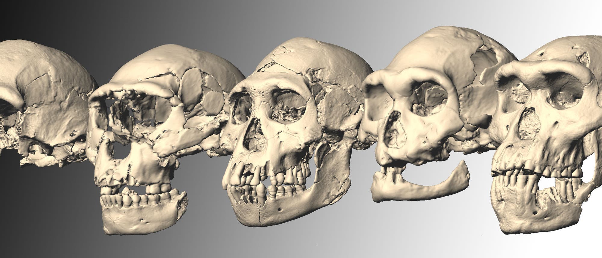 Die Fünfergruppe von Dmanisi Die Fünfergruppe von Dmanisi