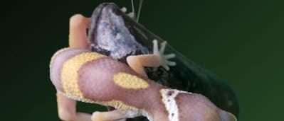 Gecko hängt am muschelnen Klebfaden Gecko hängt am muschelnen Klebfaden