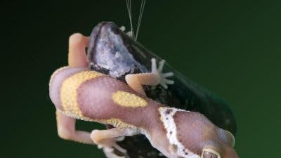 Gecko hängt am muschelnen Klebfaden