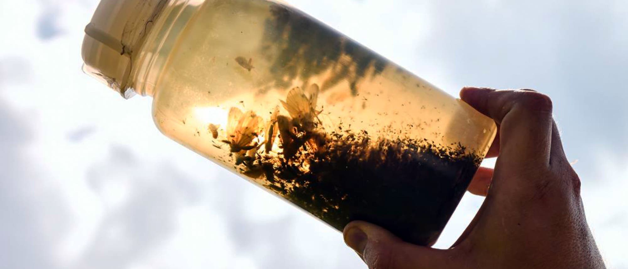 Insekten in Malaise-Falle Insekten in Malaise-Falle