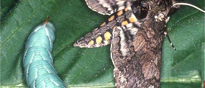 Raupe und Falter des Tabakschwärmers Raupe und Falter des Tabakschwärmers