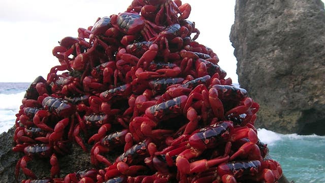 Rote Weihnachtsinsel-Krabben am Ziel