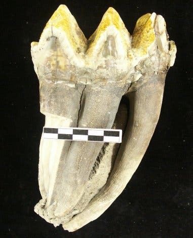 Mastodon-Zahn
