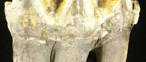 Mastodon-Zahn
