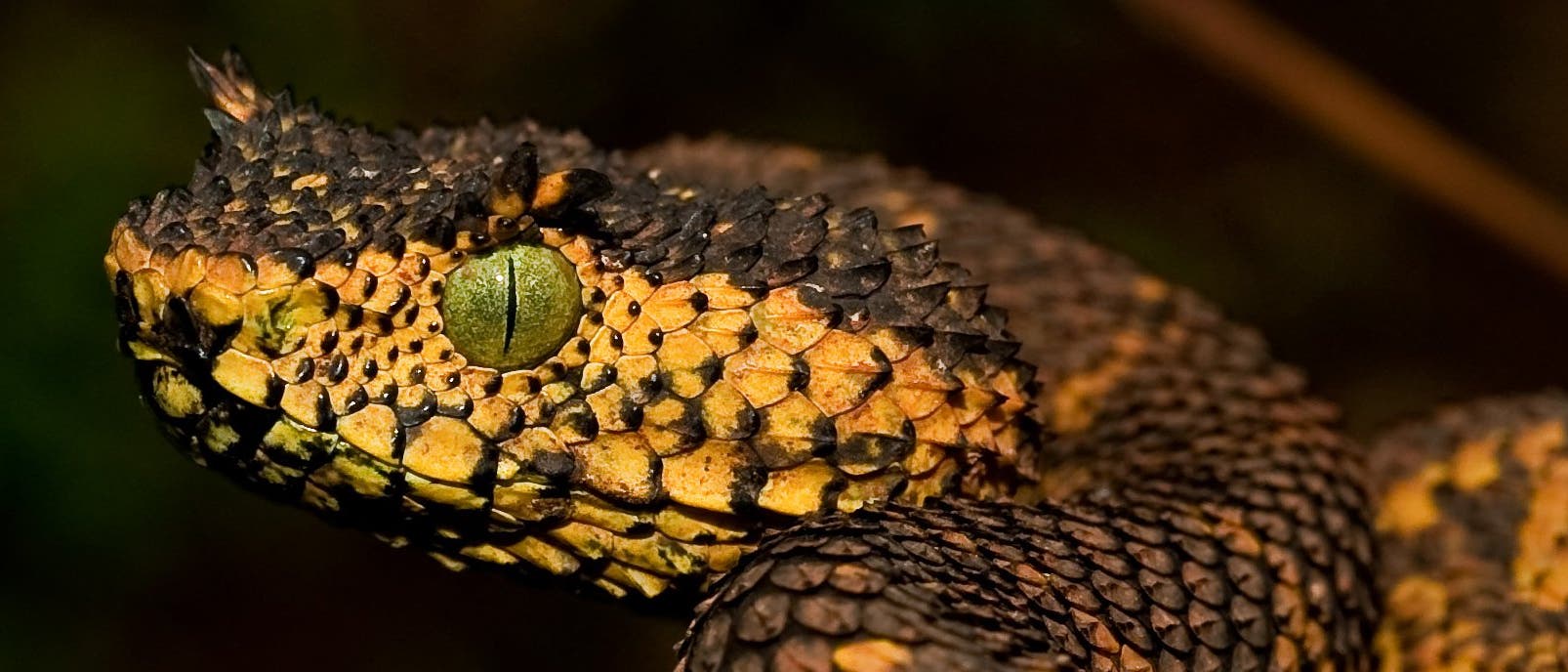 Matildas Hornviper Matildas Hornviper